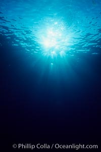 Sunlight filters through the ocean surface and penetrates to the depths below