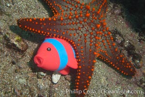 Undescribed fish species, Cousins