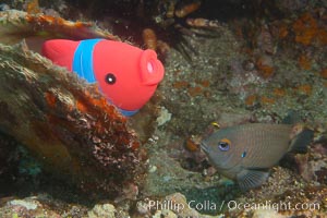 Undescribed fish species, Cousins