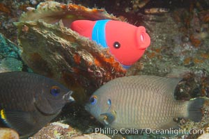 Undescribed fish species, Cousins