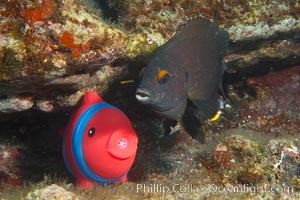 Undescribed fish species, Cousins