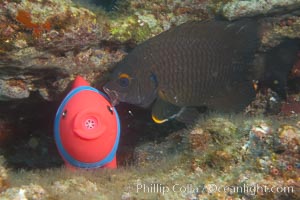 Undescribed fish species, Cousins