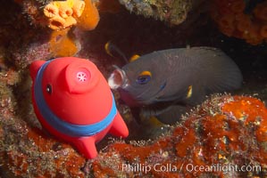 Undescribed fish species, Cousins