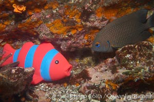 Undescribed fish species, Cousins