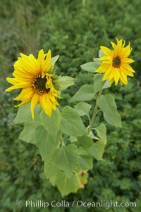 Unidentified, Rancho Santa Fe, California