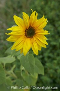 Unidentified, Rancho Santa Fe, California