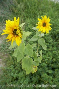 Unidentified, Rancho Santa Fe, California