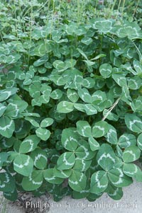 Unidentified, Rancho Santa Fe, California