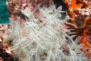 Unidentified (hydroids?), Cousins