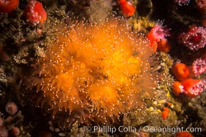 Unidentified anemone colony, San Diego, California