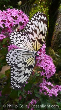 Unidentified butterfly, Butterfly World, Coombs, Vancouver Island