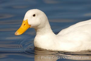 Unidentified duck, Santee Lakes