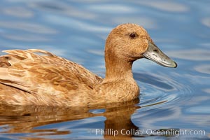 Unidentified duck. Santee Lakes, California, USA, natural history stock photograph, photo id 23406