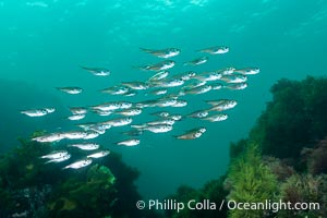 Unidentified Fish, Kangaroo Island, South Australia