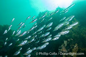 Unidentified Fish, Kangaroo Island, South Australia