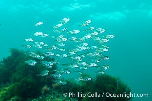 Unidentified Fish, Kangaroo Island, South Australia