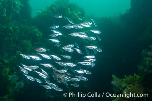 Unidentified Fish, Kangaroo Island, South Australia