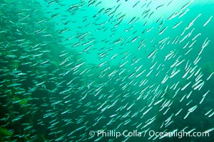 Unidentified Fish, Kangaroo Island, South Australia