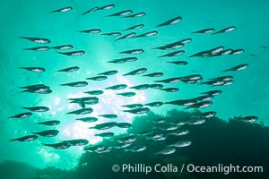 Unidentified Fish, Kangaroo Island, South Australia