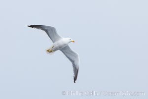 Unidentified gull, Hannah Point, Livingston Island