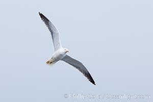 Unidentified gull, Hannah Point, Livingston Island