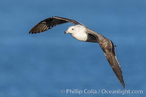 Unidentified gull in flight, La Jolla