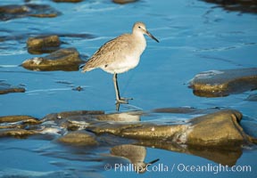 Willet, Catoptrophurus semipalmatus, La Jolla, California