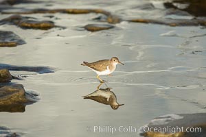 Spotted sandpiper, Actitis macularius, La Jolla, California