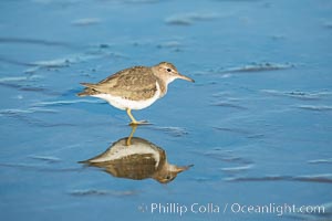 Spotted sandpiper, Actitis macularius, La Jolla, California