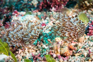 Unidentified Serpulid Polychaete Worm, Detail, Sea of Cortez, Isla San Diego, Baja California, Mexico