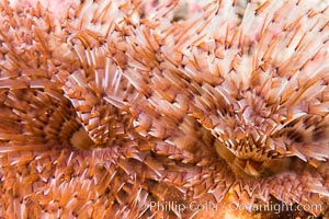 Unidentified Serpulid Polychaete Worm, Detail, Sea of Cortez, Isla San Diego, Baja California, Mexico