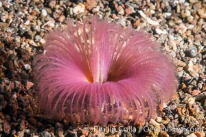 Unidentified Serpulid Polychaete Worm, Sea of Cortez, Punta Alta, Baja California, Mexico