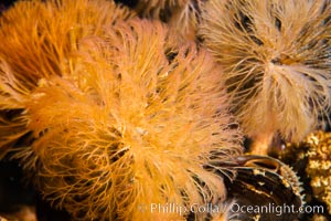Split-branch or split-plume featherduster worm, Schizobranchia insignis, Browning Pass, Vancouver Island, Schizobranchia insignis