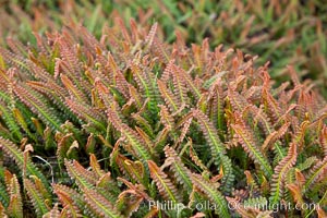 Unidentified small fern, Tierra del Fuego National Park, Argentina, Ushuaia