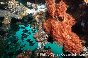 Unidentified Soft Corals, Wreck of the Portland Maru, Kangaroo Island, South Australia. The Portland Maru was a 117-meter Japanese cargo ship which struck a submerged object and was beached near Cape Borda, Kangaroo Island, on March 19, 1935