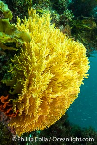 Unidentified Soft Corals, Wreck of the Portland Maru, Kangaroo Island, South Australia