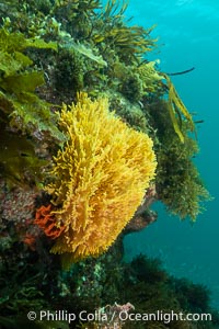 Unidentified Soft Corals, Wreck of the Portland Maru, Kangaroo Island, South Australia