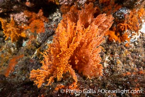 Unidentified Soft Corals, Wreck of the Portland Maru, Kangaroo Island, South Australia