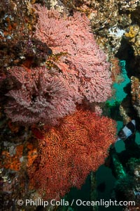 Unidentified Soft Corals, Wreck of the Portland Maru, Kangaroo Island, South Australia