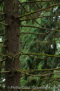 Unidentified tree, Redwood National Park