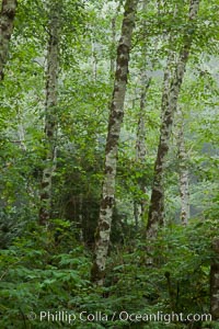 Unidentified tree, Redwood National Park