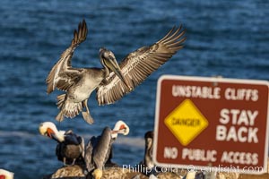 Unstable Cliffs, Stay Back, No Public Access, Pelecanus occidentalis, Pelecanus occidentalis californicus, La Jolla, California