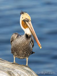 Unusual Brown Pelican Coloration. This California brown pelican has an unusual man bun (or samurai top knot) of brown feathers as opposed the usual back of the neck coverage. Note also the unusual mottling and spots on the head feathers.  Odd bird, perhaps a sub-adult transition to adulthood?, Pelecanus occidentalis, Pelecanus occidentalis californicus, La Jolla