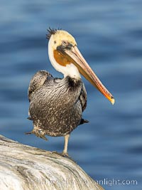 Vrksasana, Tree Pose, pelican yoga. Unusual Brown Pelican Coloration. This California brown pelican has an unusual man bun (or samurai top knot) of brown feathers as opposed the usual back of the neck coverage. Note also the unusual mottling and spots on the head feathers.  Odd bird, perhaps a sub-adult transition to adulthood?, Pelecanus occidentalis, Pelecanus occidentalis californicus, La Jolla