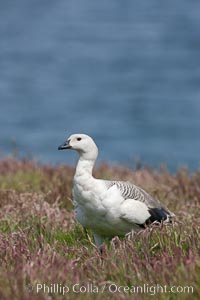 Upland goose, male, walking across grasslands. Males have a white head and breast, females are brown with black-striped wings and yellow feet. Upland geese are 24-29"  long and weigh about 7 lbs, Chloephaga picta, New Island