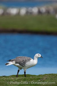 Upland goose, male, beside pond in the interior of Carcass Island near Leopard Beach.