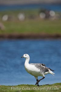 Upland goose, male, beside pond in the interior of Carcass Island near Dyke Bay, Chloephaga picta