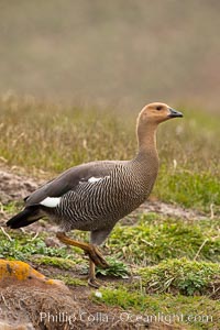 Upland goose, female, walking across grasslands. Males have a white head and breast, females are brown with black-striped wings and yellow feet. Upland geese are 24-29