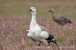 Upland goose, male, walking across grasslands. Males have a white head and breast, females are brown with black-striped wings and yellow feet. Upland geese are 24-29