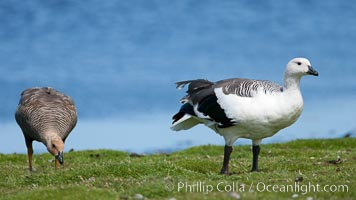 Upland goose, male (white) and female, beside pond in the interior of Carcass Island near Dyke Bay, Chloephaga picta